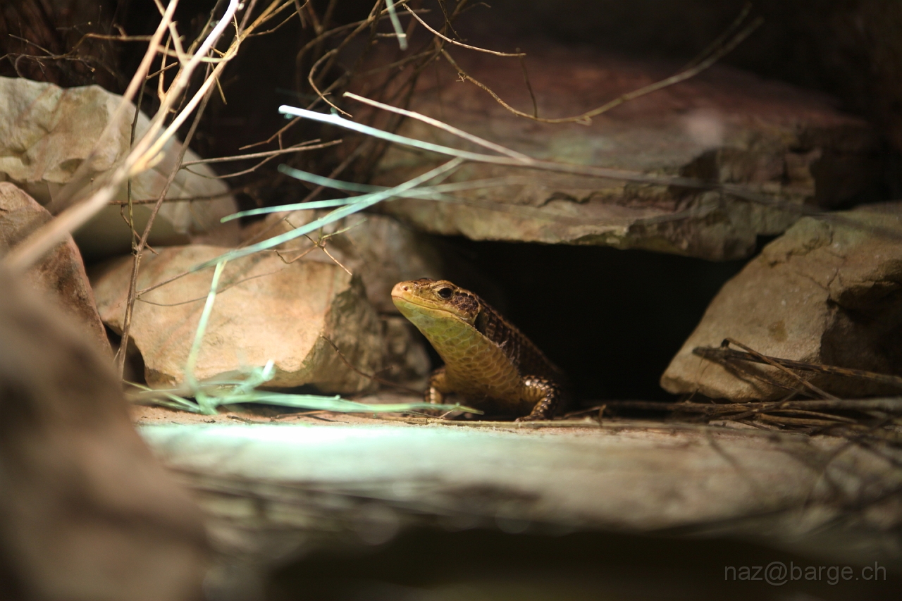 EOS 5D Mark II24_03_20133785.JPG